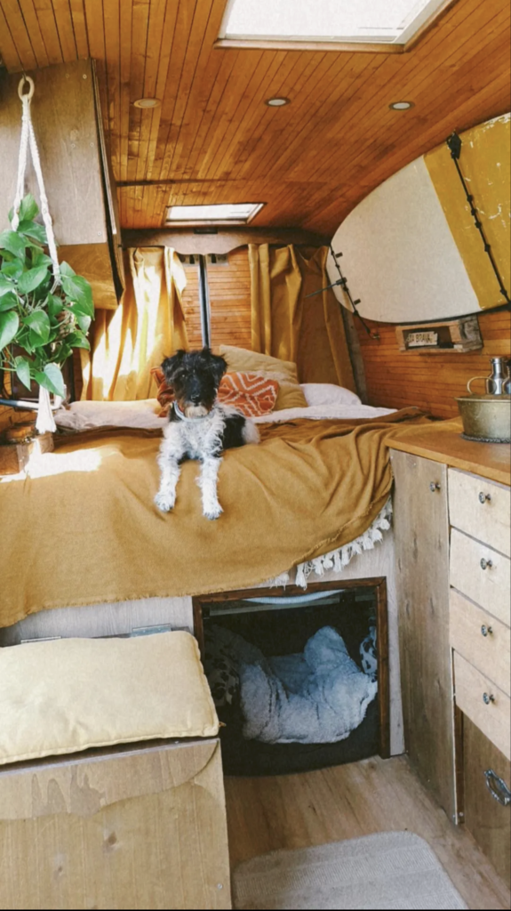 Süßer Hund lebt das Vanlife im Campervan Giu